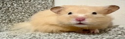 Hamster rodents for sale: Male long haired Syrian hamster - Advert 3
