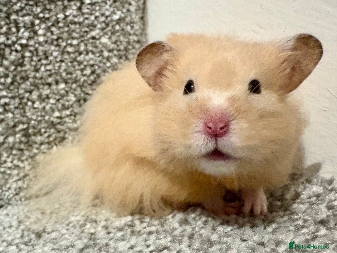Hamster rodents for sale: Male long haired Syrian hamster - Advert 3