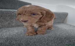 Cockapoo dogs for sale: F1 Cockapoo pups 🐾 - Image 3