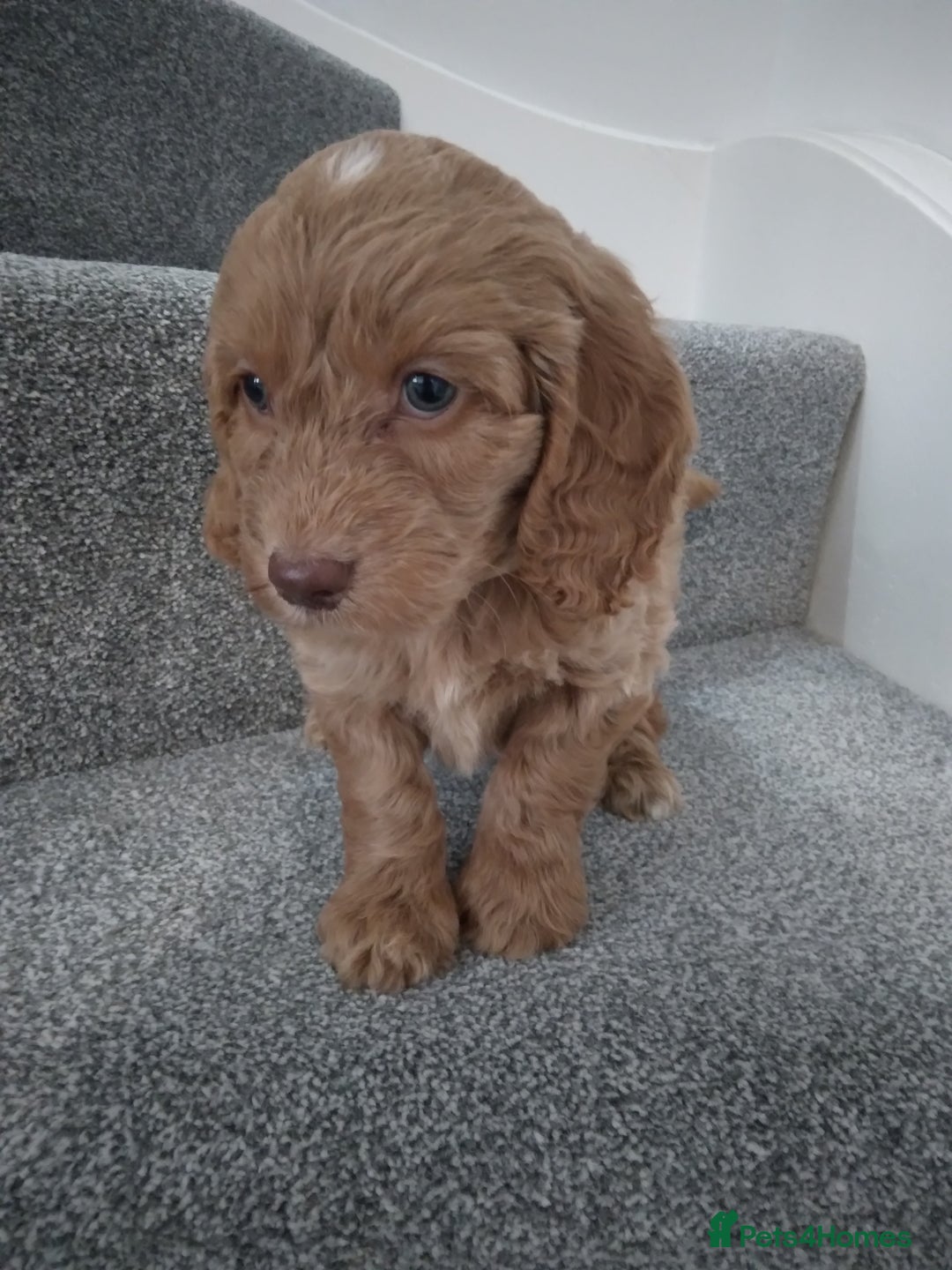 Cockapoo dogs for sale: F1 Cockapoo pups 🐾 - Image 3