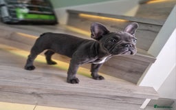 French Bulldog dogs for sale: French bulldog puppy 🐶 last little girl left - Image 12