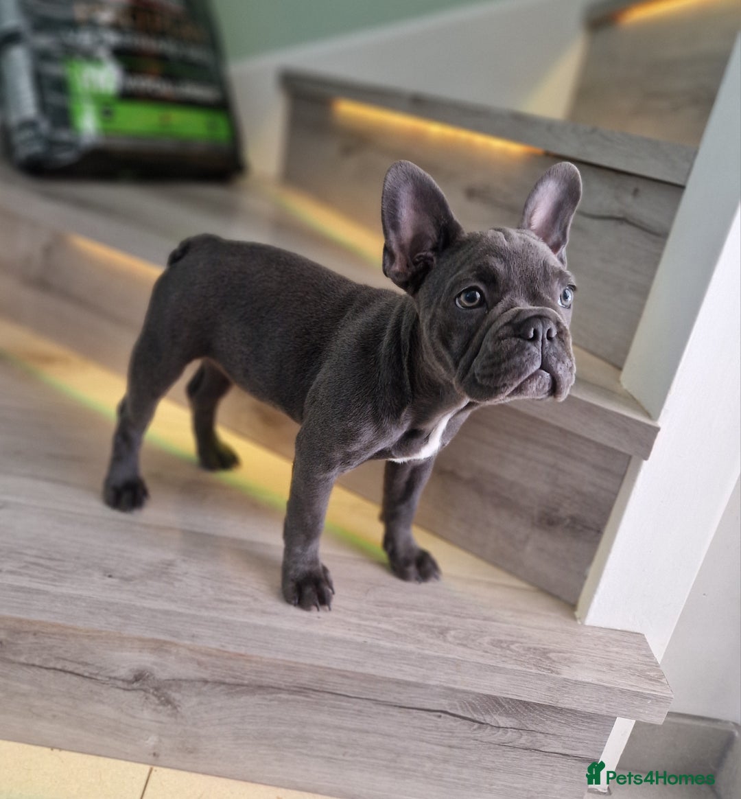 French Bulldog dogs for sale: French bulldog puppy 🐶 last little girl left - Image 12