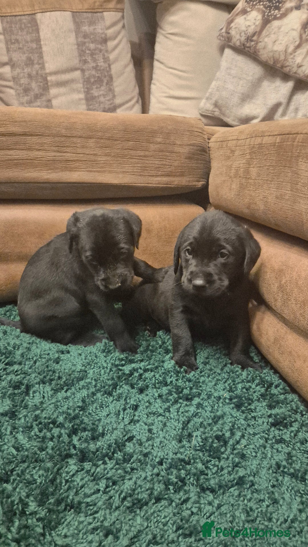 Labrador Retriever dogs for sale: Black labrador puppies  - Advert 5
