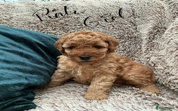 Cockapoo dogs for sale: F1 Golden Cockerpoo puppies - Image 5