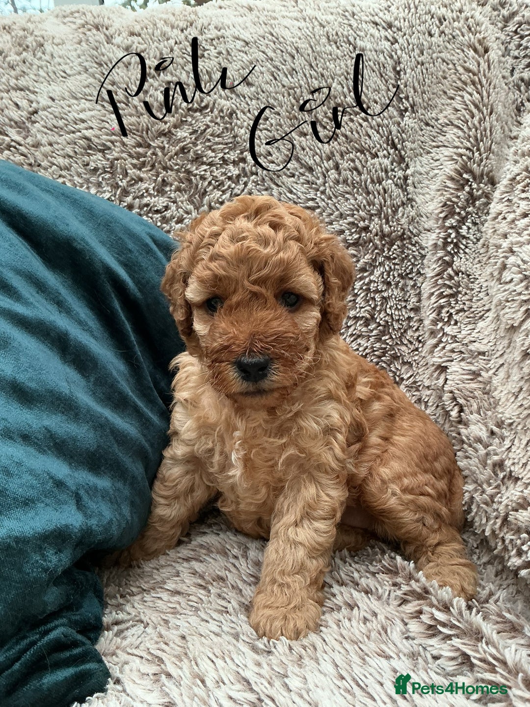 Cockapoo dogs for sale: F1 Golden Cockerpoo puppies - Image 5
