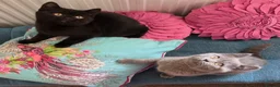 British Shorthair cats for sale: British shorthair kittens  - Advert 7
