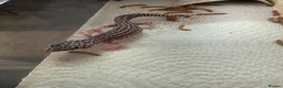 Leopard Gecko reptiles for sale: Leopard geckos - Advert 14