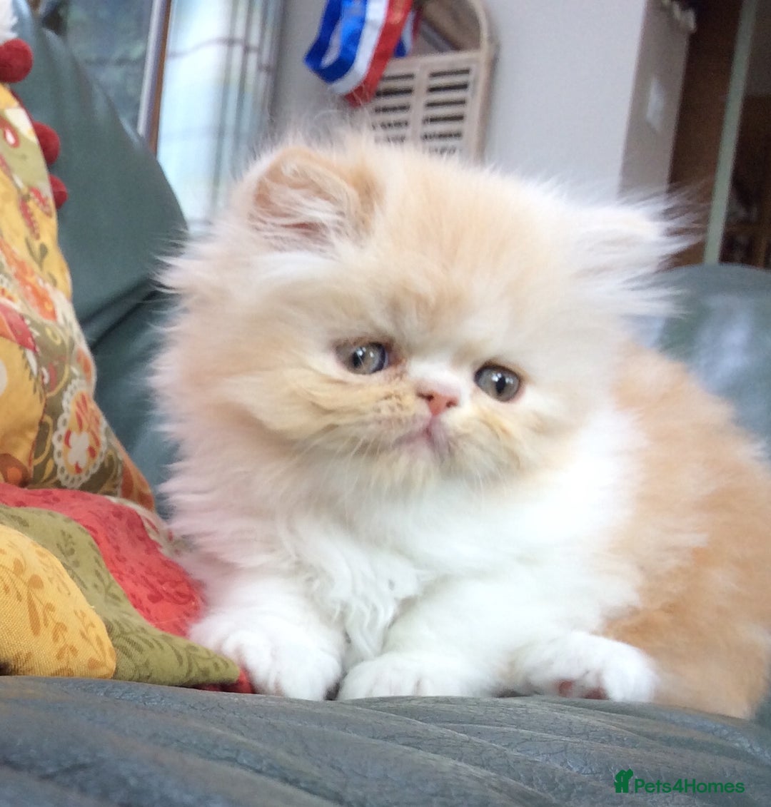 Exotic cats for sale: Exotic pedigree kittens  - Image 12