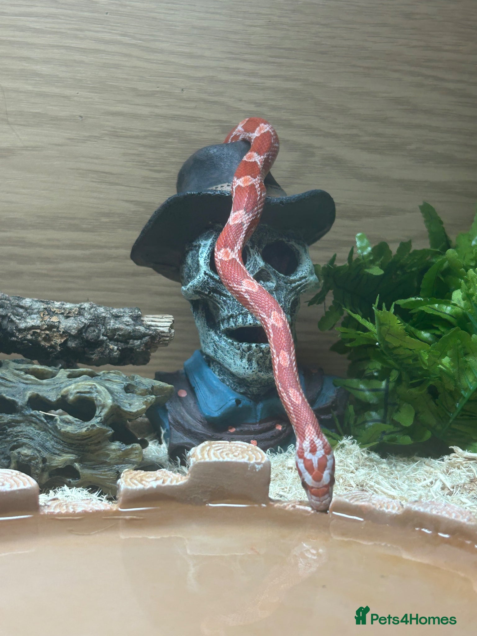 Corn Snake reptiles Corn snake needed rehoming FREE - Advert 1