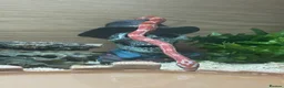 Corn Snake reptiles for sale: Corn snake needed rehoming FREE in King's Lynn - Advert 1