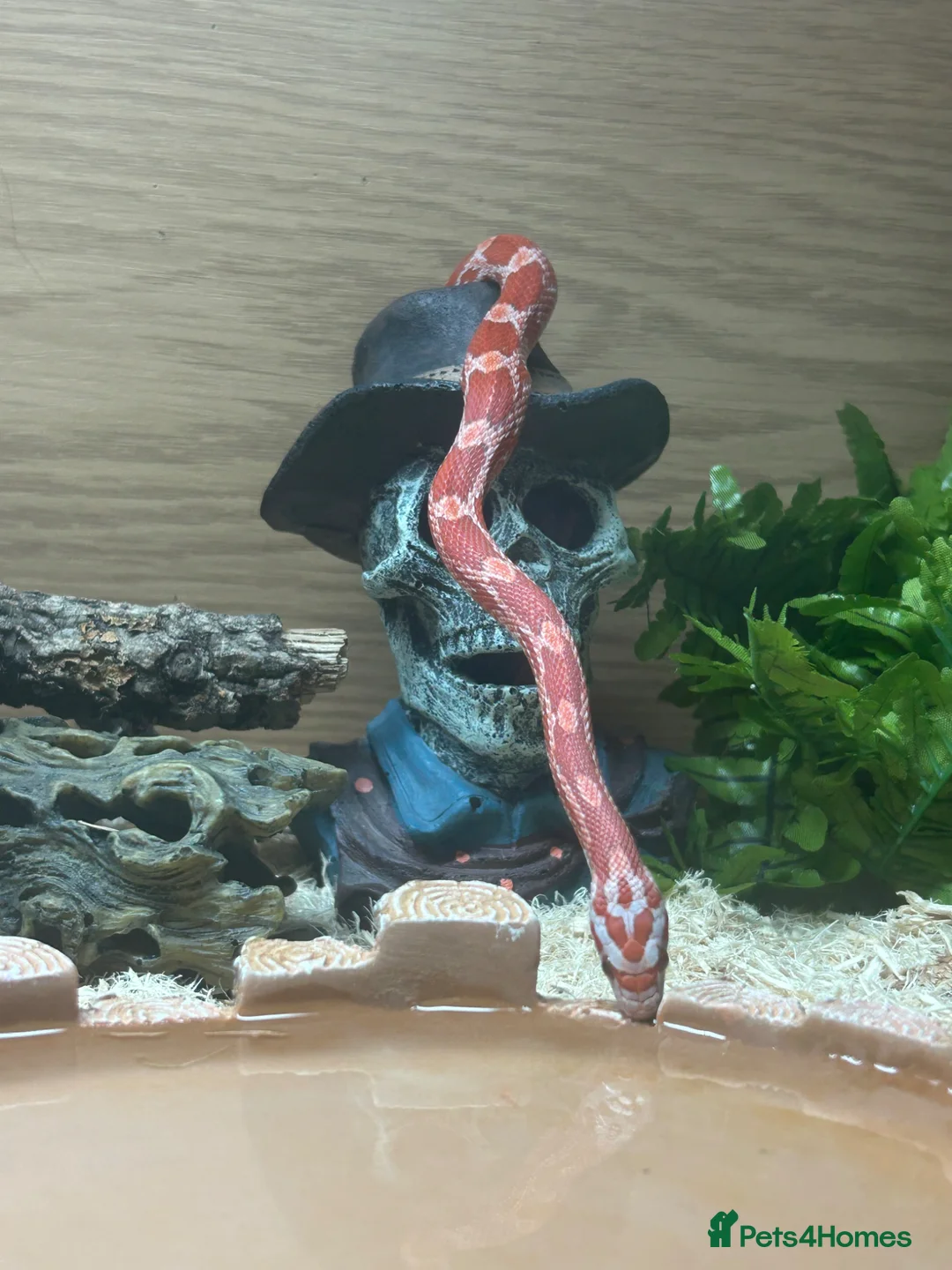 Corn Snake reptiles for sale: Corn snake needed rehoming FREE in King's Lynn - Advert 1