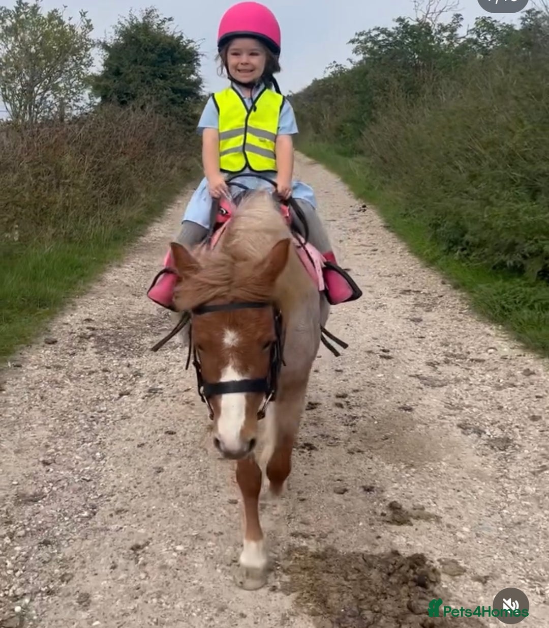 Welsh Section A horses for sale: Toni The Pony 10.3hh Mare 🦄 - Image 13