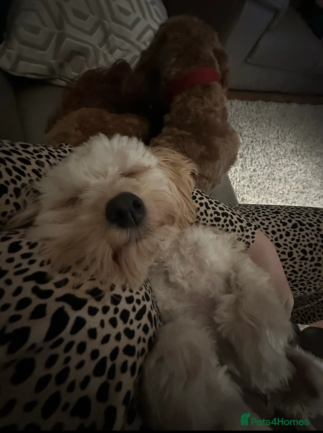 Maltipoo dogs for stud: Gorgeous Maltipoo available for Stud🩵 in Swansea - Advert 9