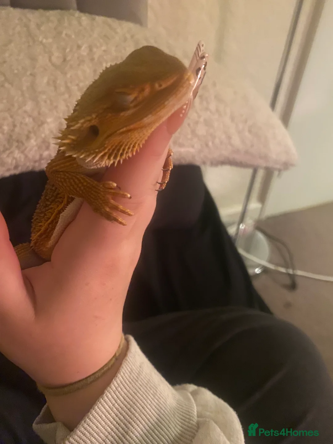 Bearded Dragon reptiles for sale: Female Bearded Dragon - Advert 2