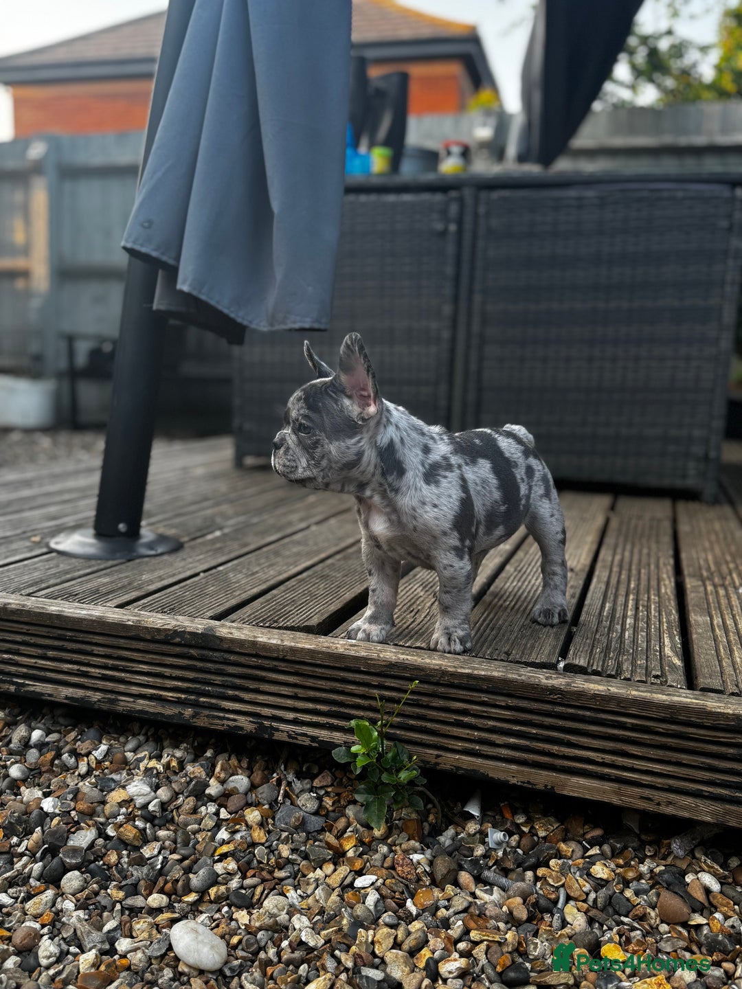 French Bulldog dogs for sale: Merle french bulldog - Image 5