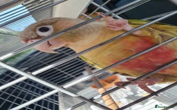 Conures birds for sale: 2 Lovely Green cheek conures for sale - Image 3