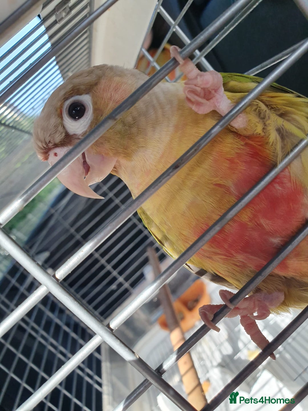 Conures birds for sale: 2 Lovely Green cheek conures for sale - Image 3