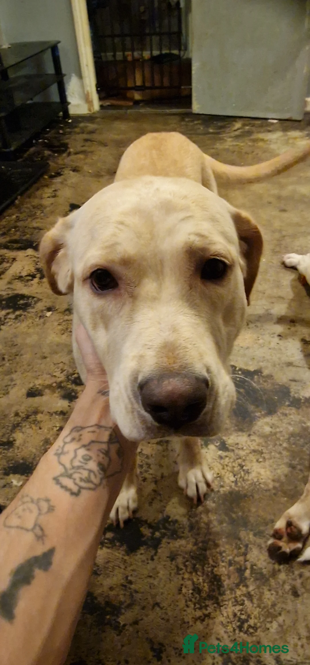 Mixed Breed dogs for sale:  mastiff x German x white swiss shepard for sale - Advert 3