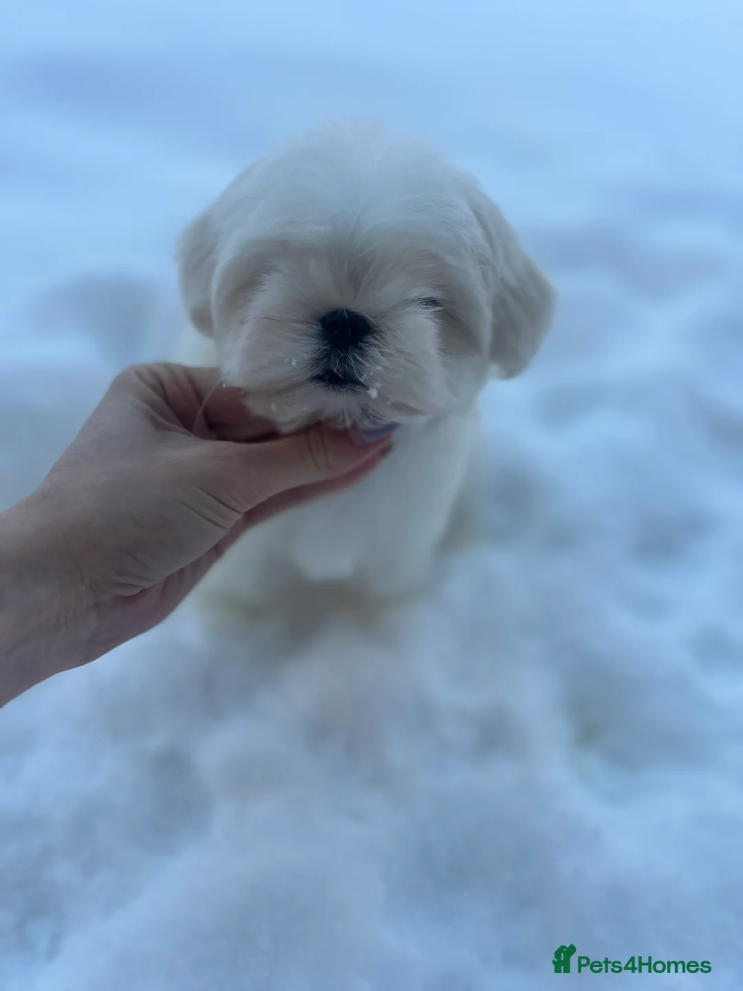 Maltese dogs for sale: Reduced price 💙Maltese cute puppies 💙 - Advert 9
