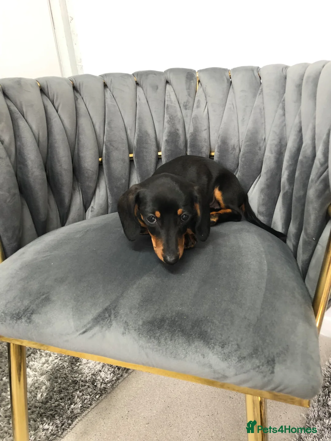 Dachshund dogs for sale: One left Beautiful miniature Dachshund pup  - Advert 4