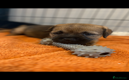 Border Terrier dogs for sale: 6 Beautiful KC Boy Border terrier puppies  - Image 6