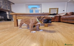 Boxer dogs for sale: FINAL PUP (PINK), READY TO GO KC reg bobtail boxer - Advert 23
