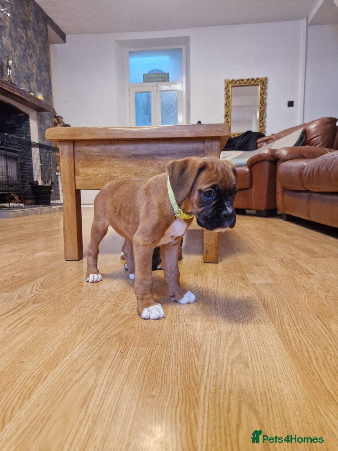Boxer dogs for sale: FINAL PUP (PINK), READY TO GO KC reg bobtail boxer - Advert 23