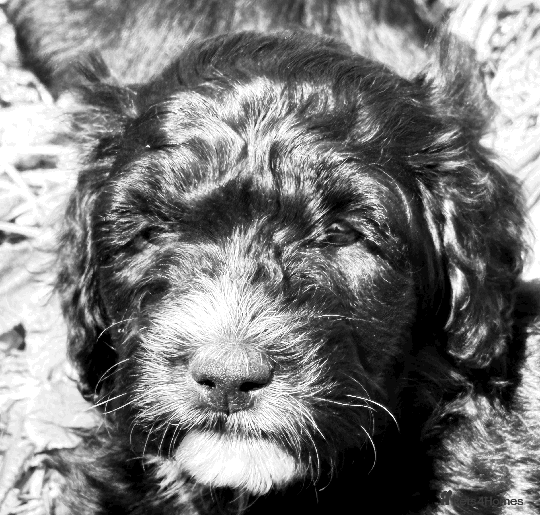 Portuguese Water Dog dogs for sale: ARTSEADOG KC registered Pure Portuguese Waterdogs - Image 2