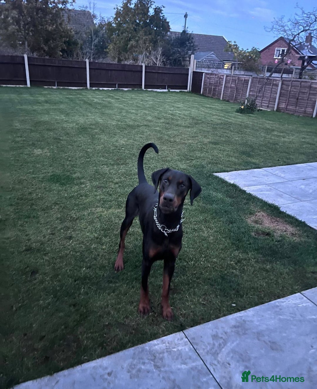 Dobermann dogs for stud: Male KC Registered Doberman For Stud - Advert 2