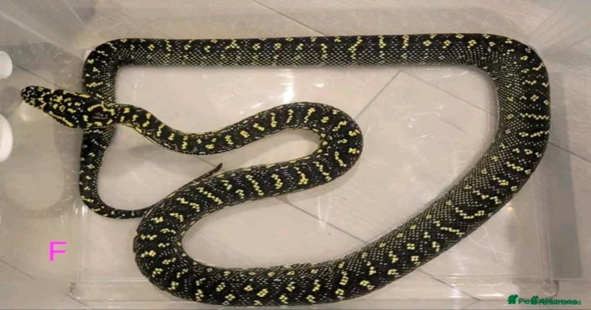 Snake Reptiles for sale | Pets4Homes