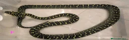 Snake reptiles for sale: Diamond Carpet Pythons - Advert 1