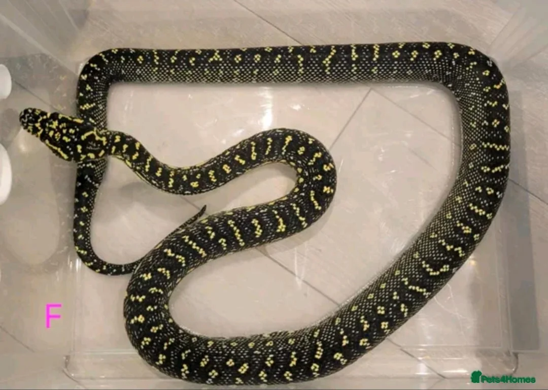 Snake reptiles for sale: Diamond Carpet Pythons - Advert 1