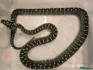 Snake reptiles Diamond Carpet Pythons - Advert 1