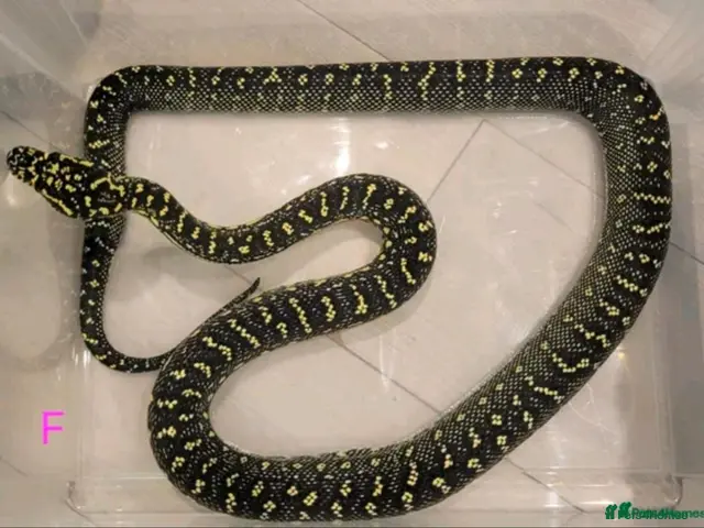 Snake reptiles Diamond Carpet Pythons - Advert 1