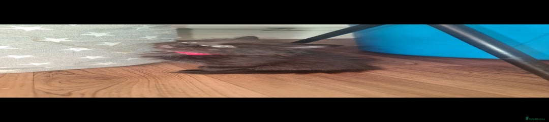 Mixed Breed Kitten 3