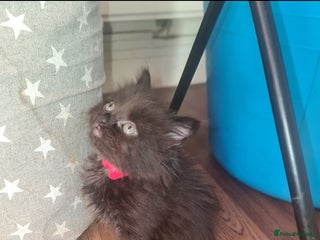 Mixed Breed cats - Advert 14