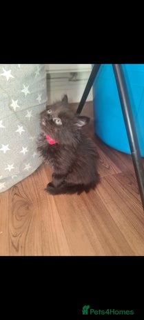 Mixed Breed cats - Advert 10