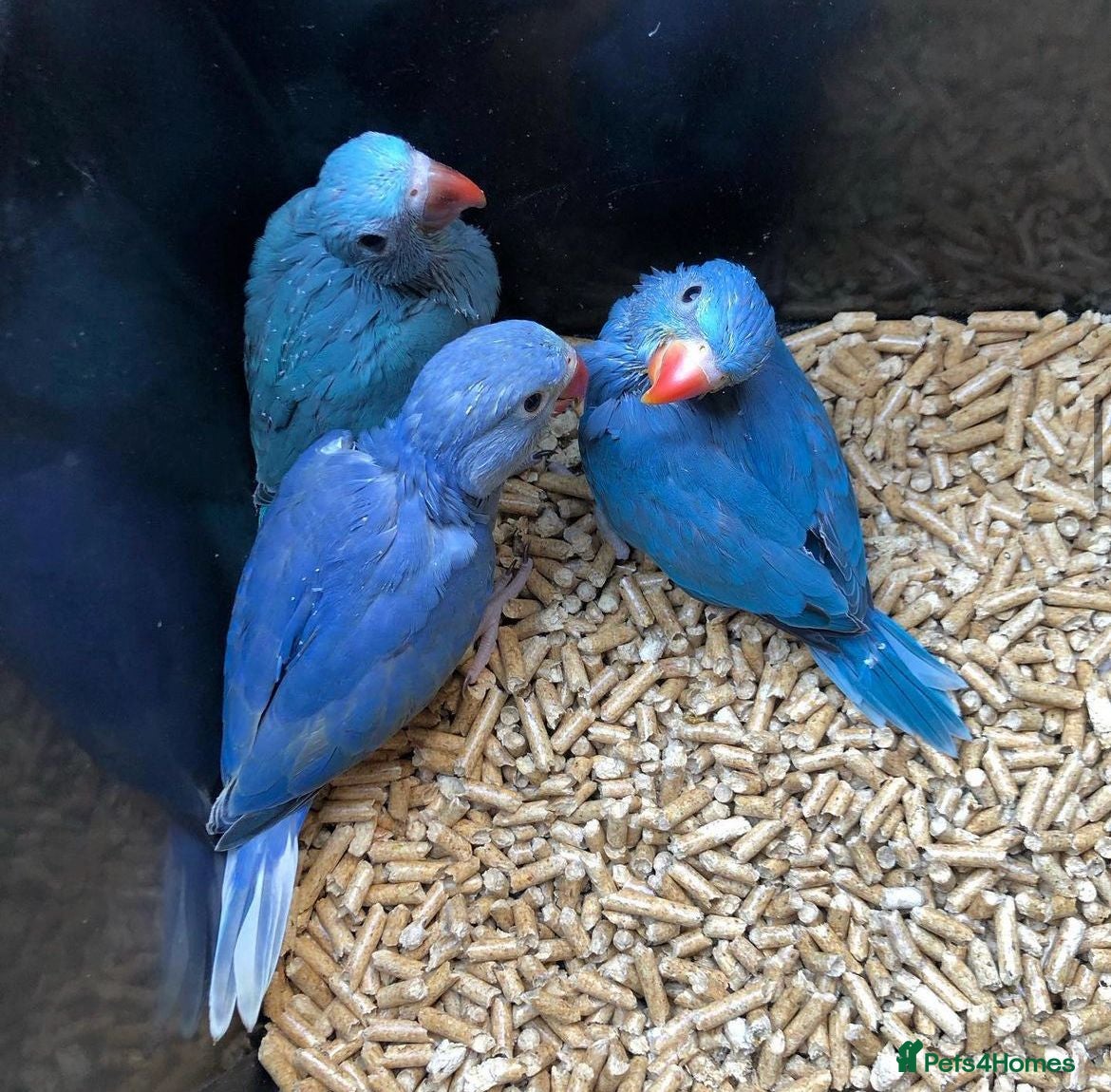 Conures birds for sale: Super tame hand reared ringneck - Advert 2