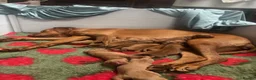 Hungarian Vizsla dogs for sale: 🥰 NEW KC REG Hungarian Vizsla Beautifully Bred,  - Advert 16