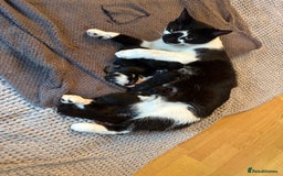 Mixed Breed cats for sale: Beautiful Black and White Kittens - Image 7