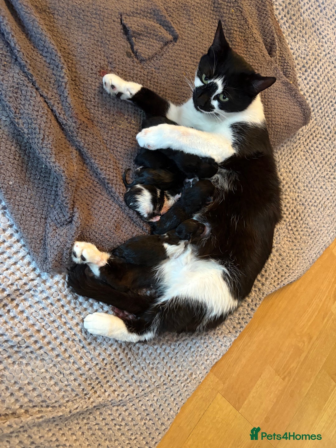 Mixed Breed cats for sale: Beautiful Black and White Kittens - Image 7