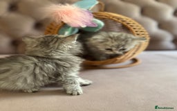 British Longhair cats for sale: British Long Hair Kittens - Image 10