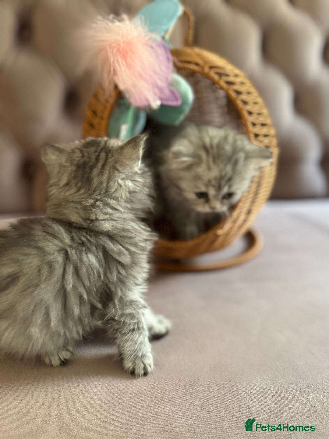 British Longhair cats for sale: British Long Hair Kittens - Image 10