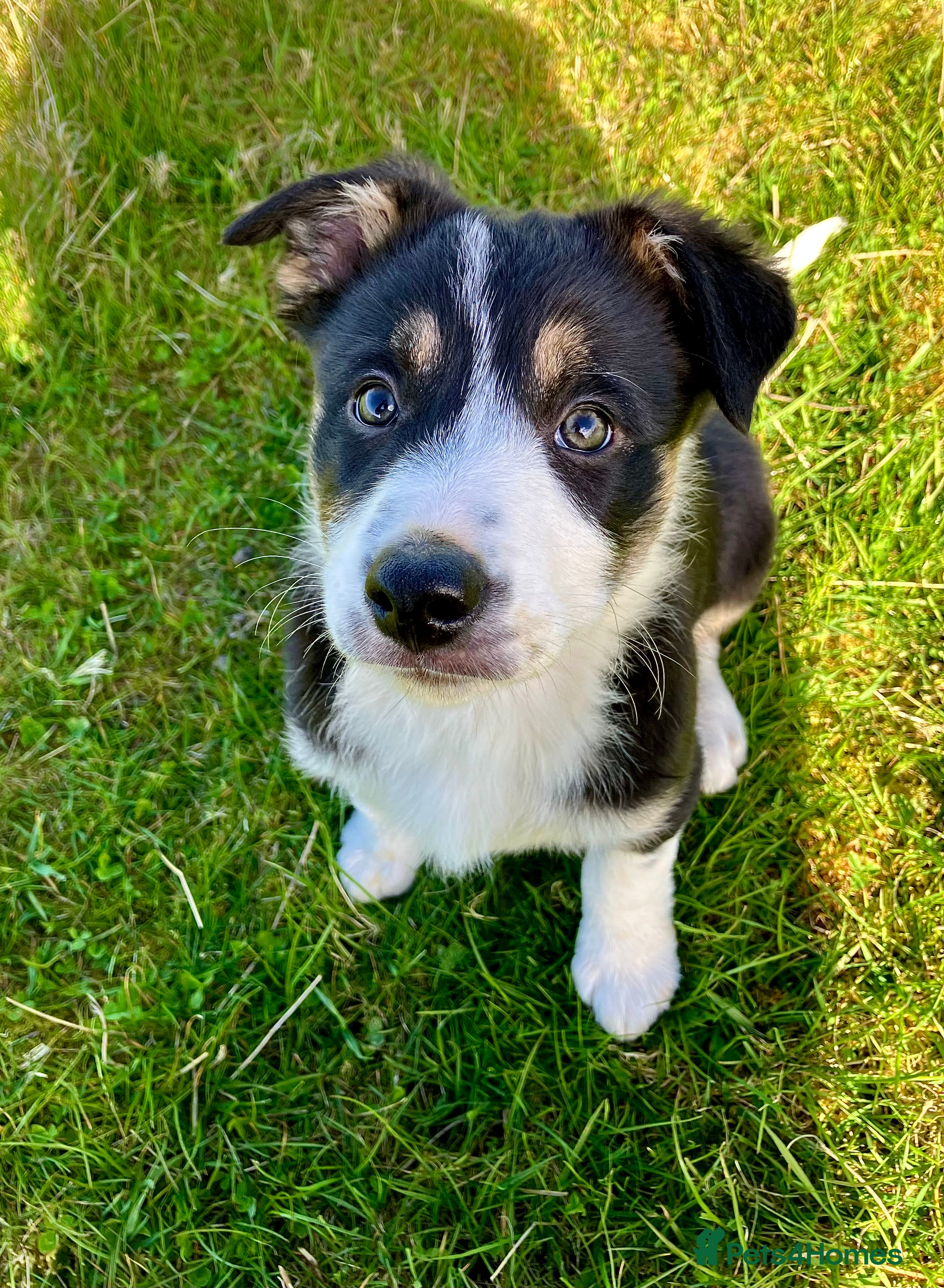Mixed Breed dogs Collie Pup looking for new home - Advert 2
