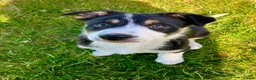 Mixed Breed dogs for sale: Collie Pup looking for new home - Advert 1