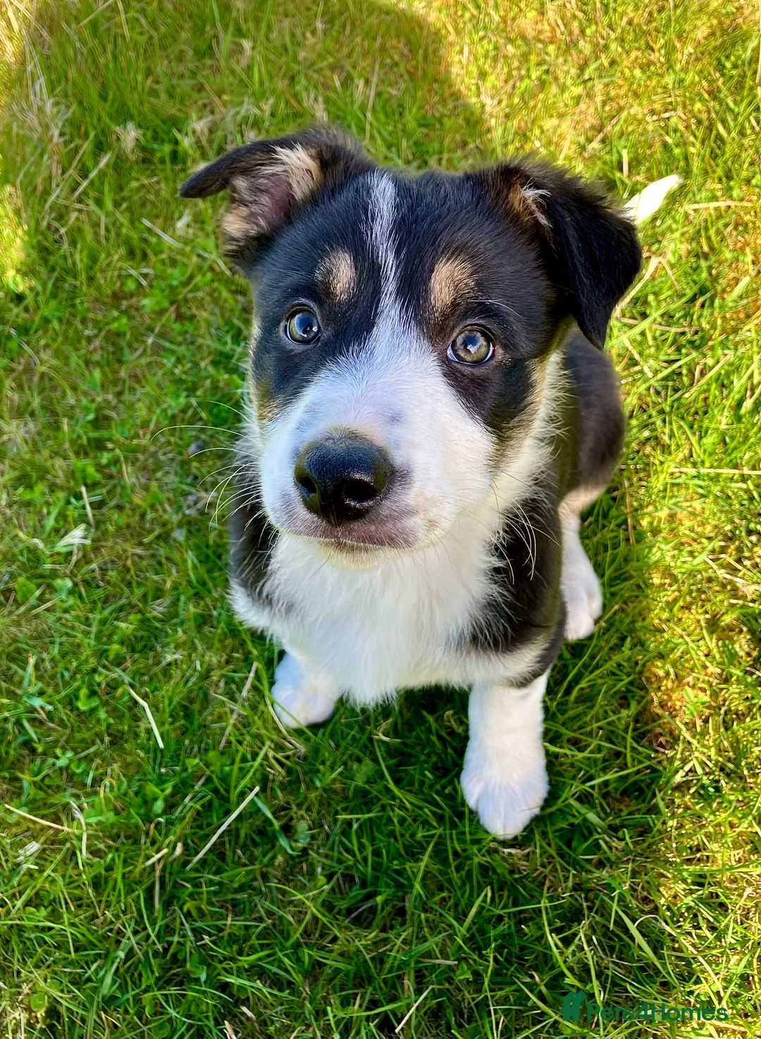 Mixed Breed dogs for sale: Collie Pup looking for new home - Advert 1