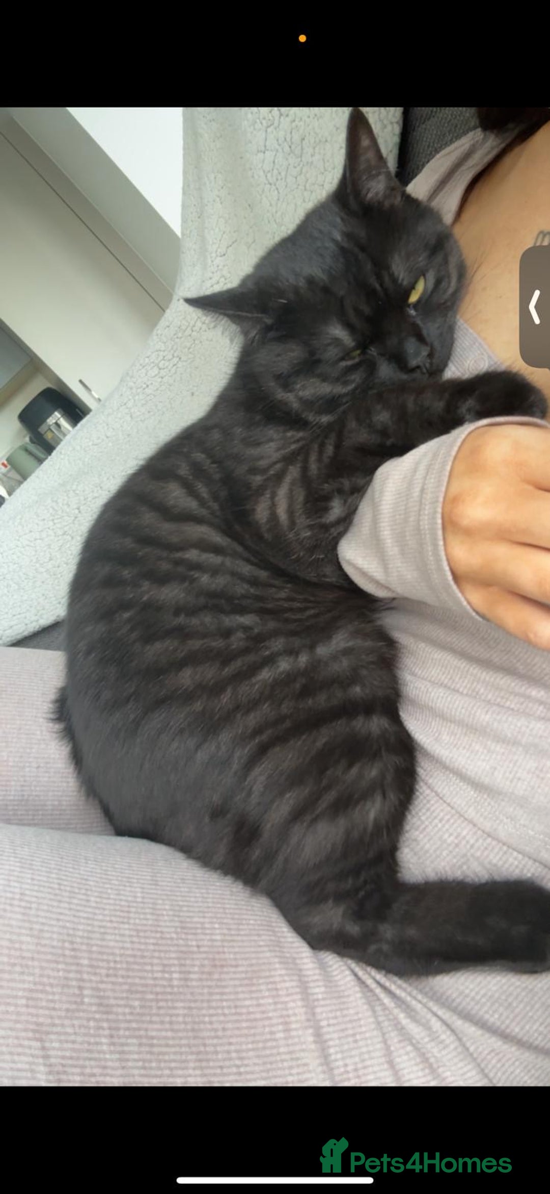 British Shorthair cats for sale: Beautiful Mixed BSH AND TABBY  - Image 5