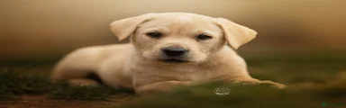 Labrador Retriever Puppy 1