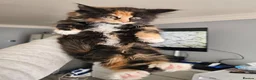 Maine Coon cats for sale: Mainecoon × Siberian  - Advert 5