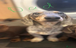 Miniature Dachshund dogs for sale: Stunning Miniature Dachshunds - Image 18